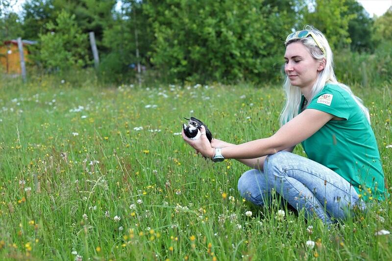 Aleksandra Mach kierowniczka Ostoi wypuszcza na wolność czajkę - po raz pierwszy w ośmioletniej historii ośrodka odchowano pisklę tego gatunku