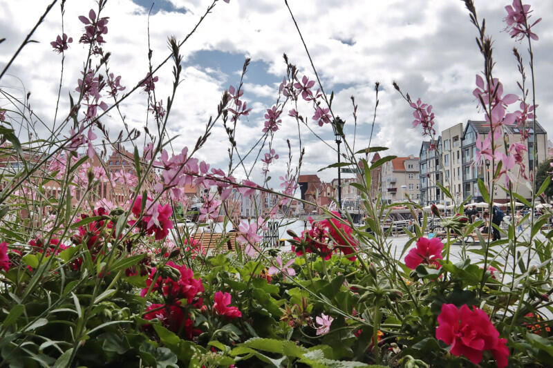 Uważasz, że Gdańsk jest najpiękniej ukwieconym miastem w Polsce? Zagłosuj w plebiscycie Terra Flower Power 2020 i pomóż naszemu miastu zdobyć kolejne kwietne ozdoby