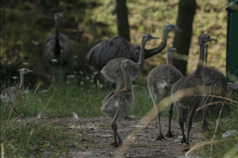 Nandu szare wykluły się w gdańskim zoo w pierwszych dniach sierpnia. Ptaki już podrosły, więc można je przedstawić opinii publicznej