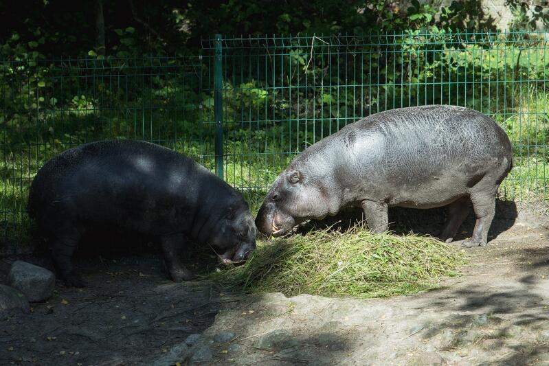 Nz. para hipopotamów karłowatych z gdańskiego zoo