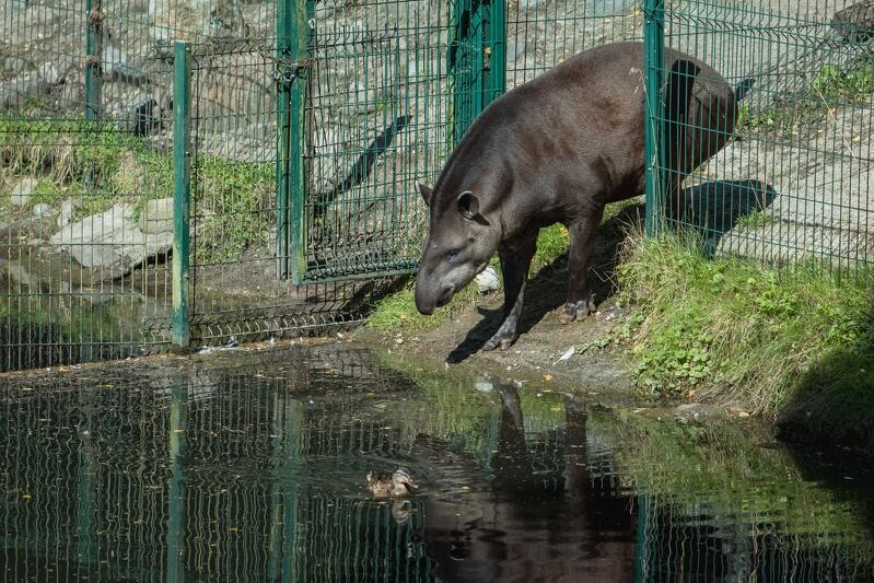 Dzięki nowym planom inwestycyjnym zyskają też tapiry. Teraz sąsiadują z hipopotamami karłowatymi, w następnym roku ich teren powiększy się o ekspozycję hipopotamów