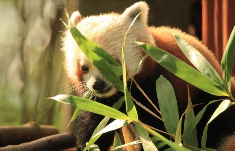 Podstawowym pokarmem pandy małej jest bambus. Zanim w 2016 roku pierwszy przedstawiciel tego gatunku pojawił się gdańskim zoo, zadbano o własną plantację bambusa w Oliwie