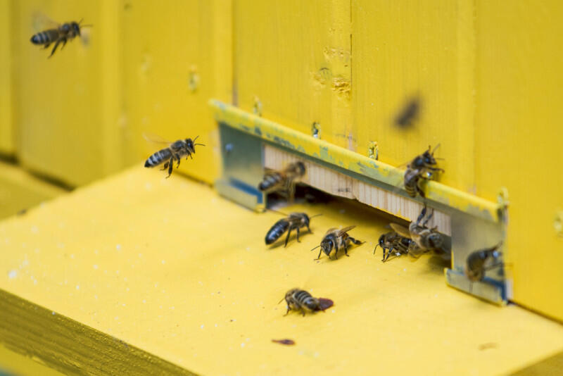 Pszczoły to niezwykle pożyteczne owady, bez których człowiek sobie nie poradzi. Niestety ich życie jest zagrożone. Gatunek przed wyginięciem starają się ochronić różne stowarzyszenia, w tym WAGA z Biskupiej Górki, która zaprasza w sobotę, 26 września na ekologiczny dzień sąsiedzki. Nz. Ule na Politechnice Gdańskiej
