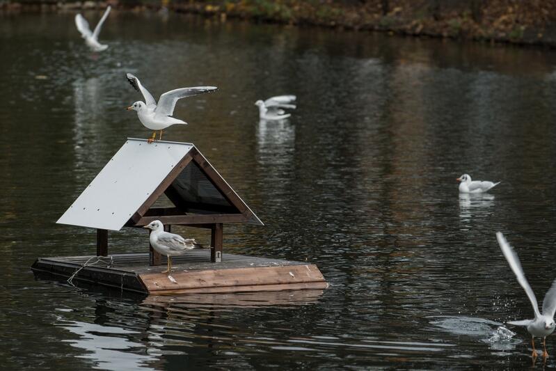 Pierwszy w Gdańsku pływający domek na platformie domek dla ptaków znajduje się na stawie w Parku Oliwskim
