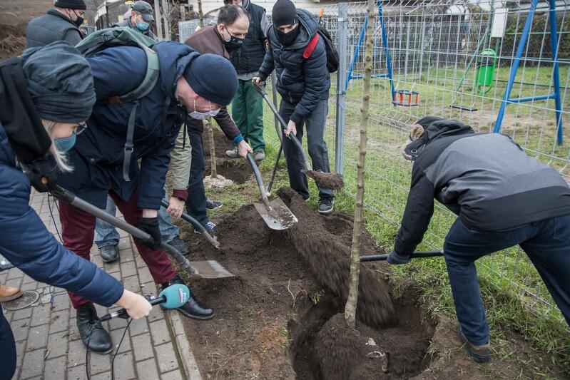 Radni dzielnicy Oliwa ciężkiej pracy się nie boją. Z myślą o przyszłych pokoleniach - zasadzili w poniedziałek, 14 grudnia, pięć drzewek