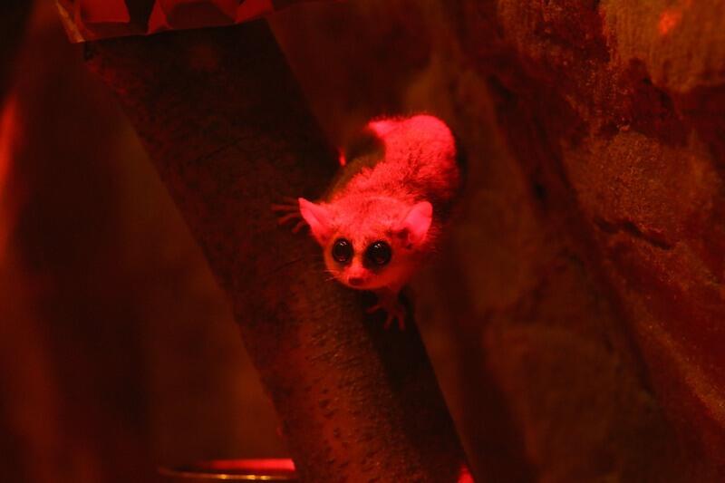 Lemurek myszaty jest zwierzęciem nocnym. W Gdańskim Ogrodzie Zoologicznym zamieszkał po sąsiedzku z lwami