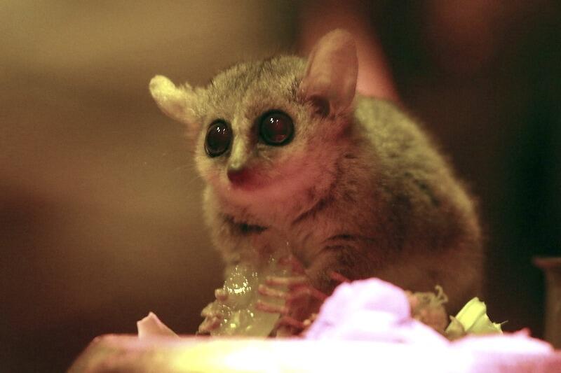 Lemurek myszaty pochodzi z Madagaskaru. Jego naturalnym środowiskiem są lasy tropikalne, cierniste zarośla oraz plantacje