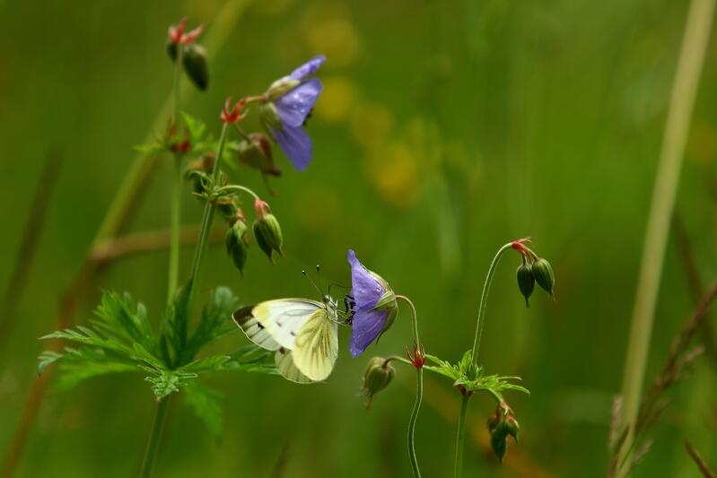 Motyl na jednej z gdańskich łąk kwietnych