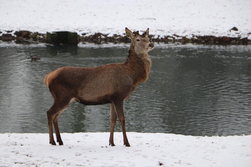 Poroże jest zrzucane przez jelenie najczęściej między lutym i marcem. Odrasta szybko, nawet w ciągu trzech miesięcy. Dzieje się to przed rykowiskiem, czyli okresem godowym, które przypada jesienią