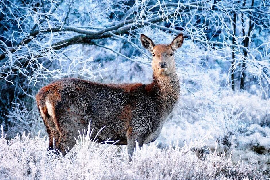 Podczas zimowego spaceru w lesie może zobaczymy sarnę - fot. z Pixabay