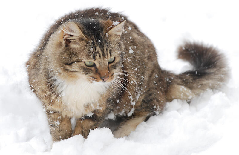 Nie odmawiajmy schronienia wolnobytującym kotom dla których mroźna zima to wyjątkowo trudny czas. Udostępnijmy im piwnice czy klatki schodowe