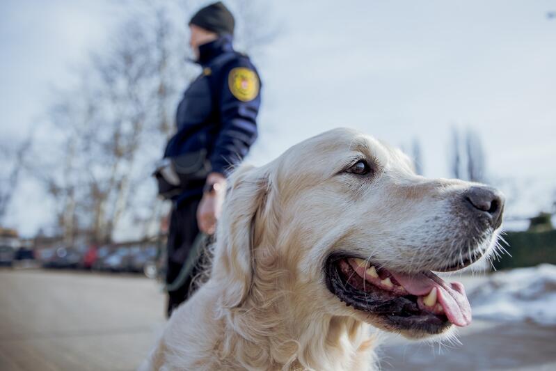 Historia psów służących w Straży Miejskiej w Gdańsku sięga 1997 roku