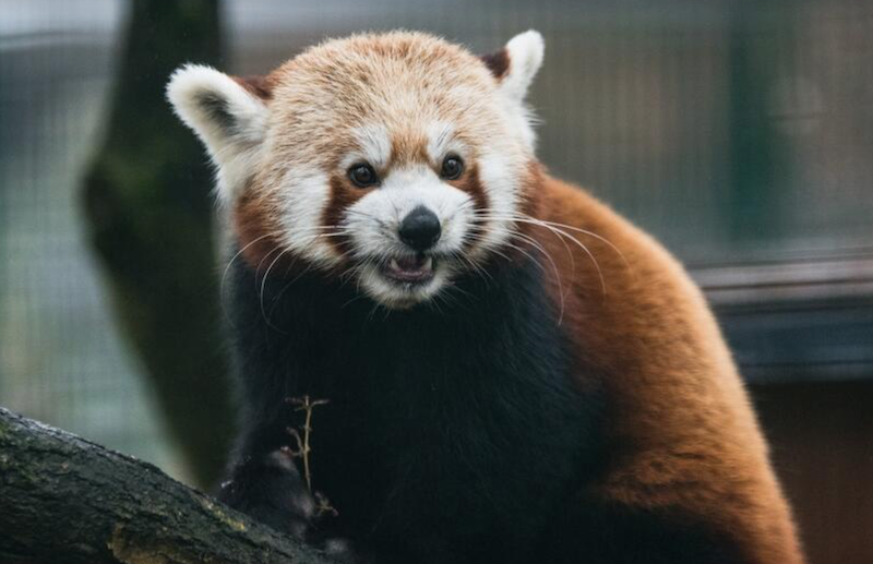 Gdański Ogród Zoologiczny posiada jedną parę hodowlaną pandy małej, zwaną też rudą. Gatunek ten także jest zagrożony wyginięciem