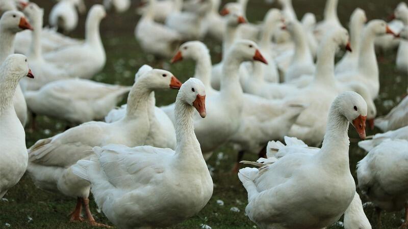 Wydano nakazy i zasady związane z zagrożeniem ptasiej grypy. Większość punktów dotyczy zasad postępowania i zachowania środków bezpieczeństwa przez hodowców gęsi i drobiu