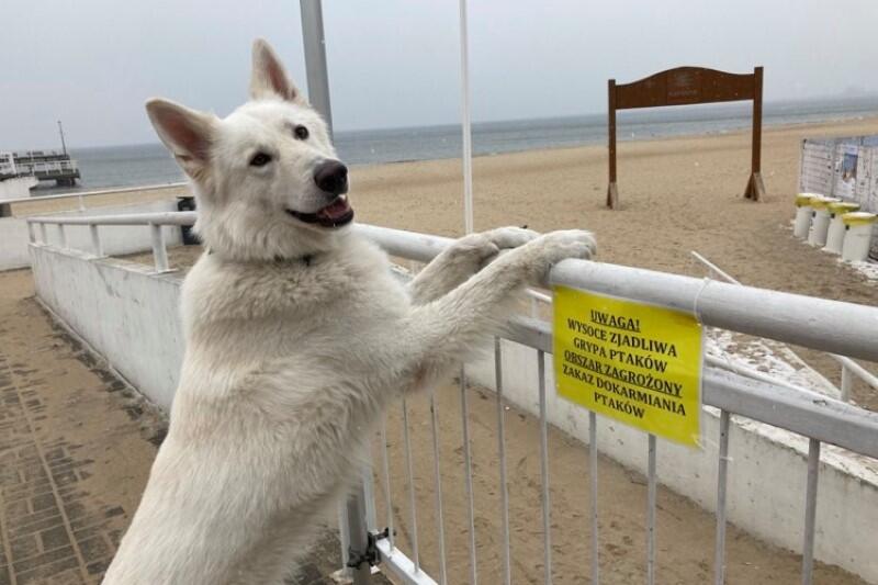 Na spacer z psem po plaży? Tak, ale pod warunkiem, że nie będziemy ryzykować kontaktu z ptactwem