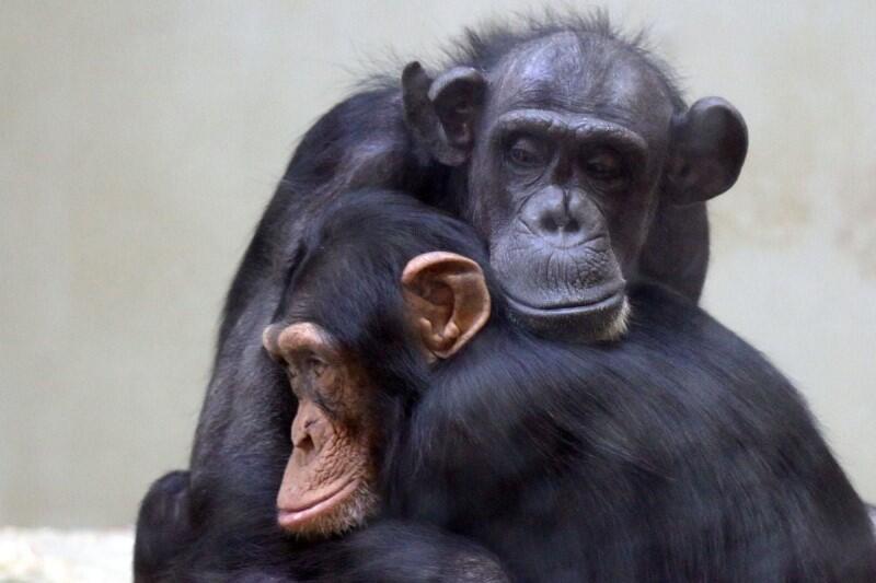Nz. Kasia i jej syn Sambor - owoc związku z szympansem Joerym, który przyjechał do gdańskiego zoo w 2006 roku 
