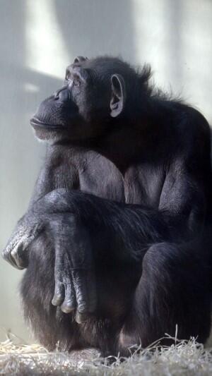 Kasia była najstarszą szympansicą z gdańskiego stada, a także wśród polskich ogrodów zoologicznych. Miała dwóch partnerów: Karola i Joerego z którymi miała ośmioro potomstwa
