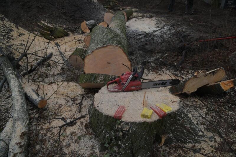 Zdjęcie przedstawia pnie ściętych drzew i piłę mechaniczną, która posłużyła do wycinki