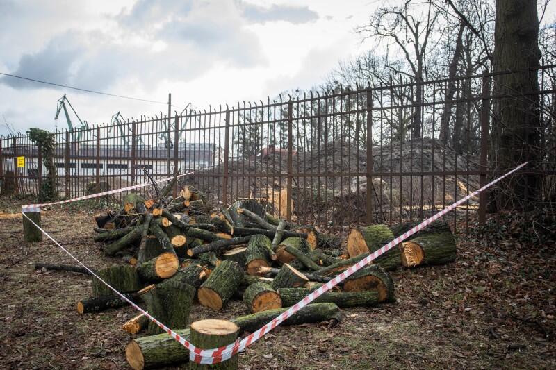 Ślady po wycince drzew w Parku Steffensów zostały zabezpieczone