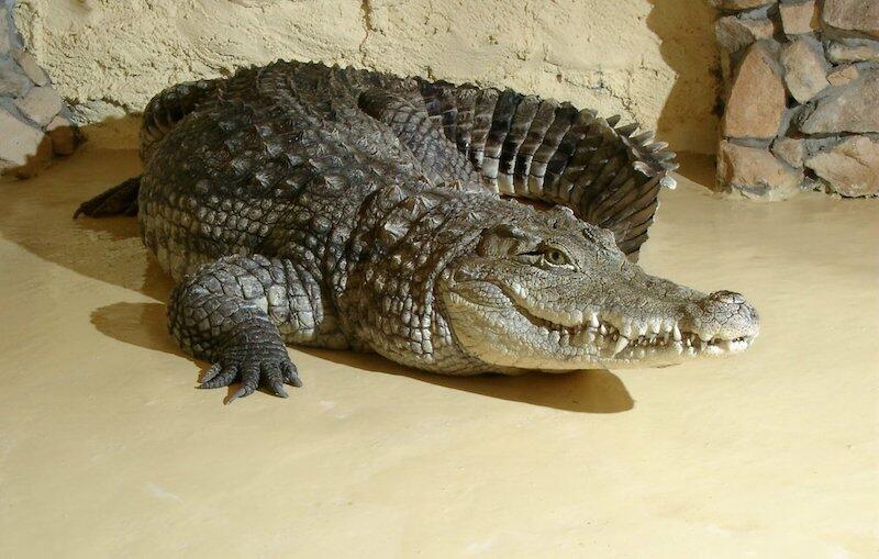 Nz. Krokodyl nilowy Franek, który mieszka w gdańskim zoo od 1964 roku