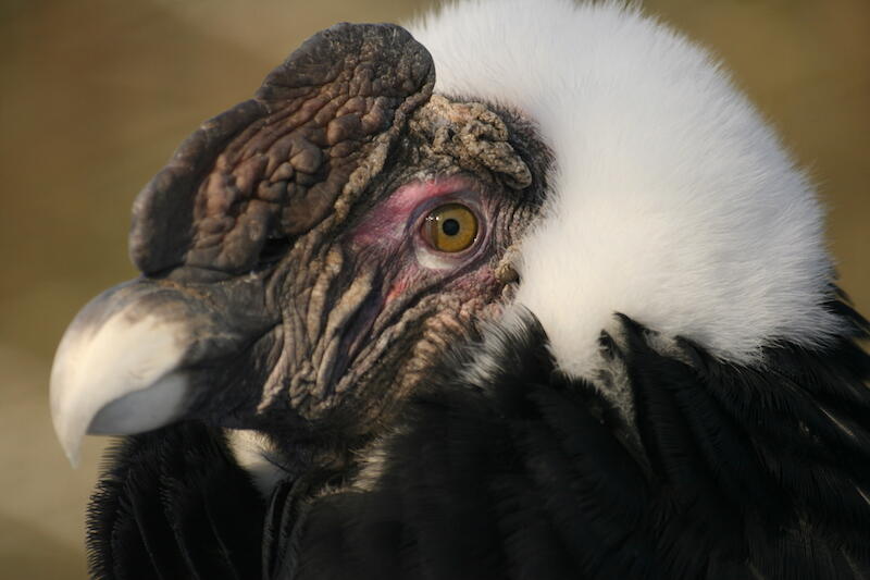 Kondor wielki jest symbolem terenów górskich i wybrzeży Ameryki Południowej. To majestatyczny ptak – rozpiętość jego skrzydeł sięga nawet 3 metrów, a podczas lotu potrafi wznieść się na wysokość do 7 kilometrów