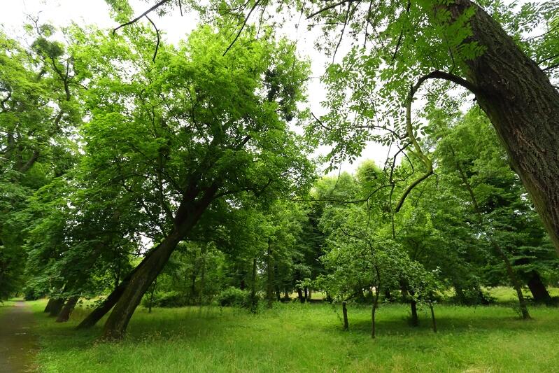 Rada Dzielnicy Aniołki proponuje rozwiązania w kwestii ochrony drzew w mieście