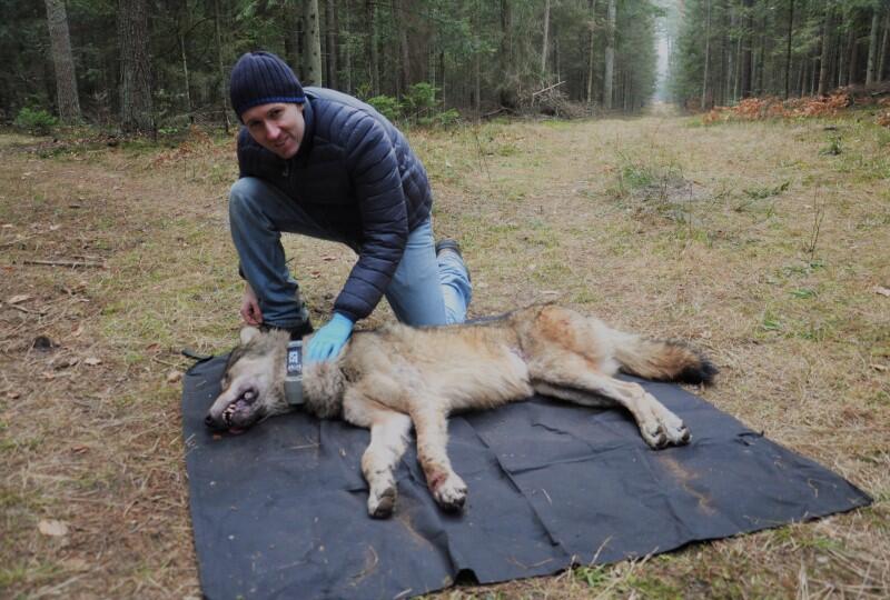 mężczyzna na polanie w lesie pochyla się nad śpiącym wilkiem, który leży na plandece