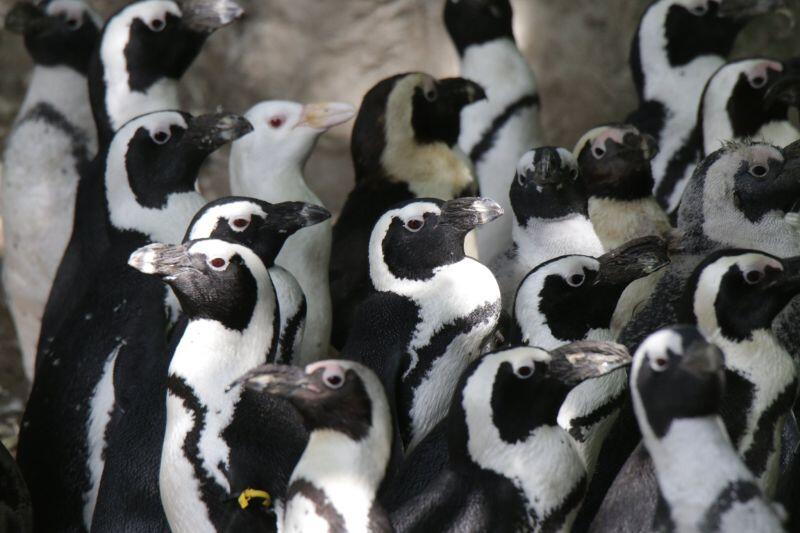 Pingwiny obserwować można podczas karmienia, trzeba tylko pojawić się w ZOO o odpowiedniej godzinie