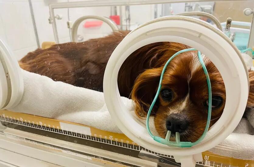 Do Schroniska dla Bezdomnych Zwierząt „Promyk” w Gdańsku Kokoszkach trafiło 66 psów uratowanych z pseudohodowli